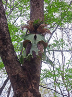 Platycerium wallichii, epiphytic fertile individual, Suan Hin Maharat, Phrae, Thailand