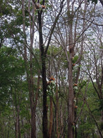 Platycerium wallichii, epiphytic population, Suan Hin Maharat, Phrae, Thailand