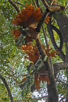 Platycerium wallichii partly dehydrated during the early dry season in late december, Sai Yok NP, Kanchanaburi, Thailand