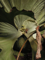 Platycerium wandae, a fifth aspect of the fronds, the ultimate basal left part of the clasping frod produces erect interlaced filaments protecting the growing apex, Madang, Papua New Guinea