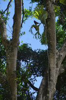 Platycerium wandae as a high epiphyte, Ndabou, 500 m asl, Arfak Mts, West Papua