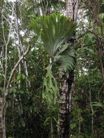 Platycerium wandae as a low epiphyte in disturbed forest habitat, Madang, Papua New Guinea