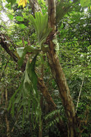 Platycerium wandae, basket fronds tightly clasping the tree trunk due to thigmotropism, Madang, Papua New Guinea