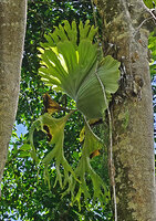 Platycerium wandae, erect basket fronds basally clasping the trunk support and hanging photosynthetic frond, producing spores in the middle of the two divided lobes, Ndabou, 500 m asl, Arfak Mts, West Papua