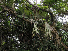 Platycerium wandae exhibiting the four aspects of the fronds,  trunk anchoring and clasping, erect humus collecting, free hanging and fertile parts, Madang, Papua New Guinea
