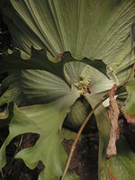 Platycerium wandae, the fifth aspect of the fronds, the ultimate basal left part of the clasping frond produces erect interlaced filaments protecting the growing apex, Madang, Papua New Guinea