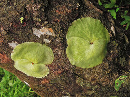 Platycerium wandae, young individuals with fronds tightly appressed to host trunk due to thigmotropism, Madang, Papua New Guinea