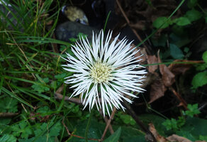 Plectocephalus varians, 2800 m asl, Bale NP, Ethiopia