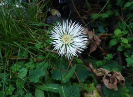 Plectocephalus varians in wet ground, 2800 m asl, Bale NP, Ethiopia