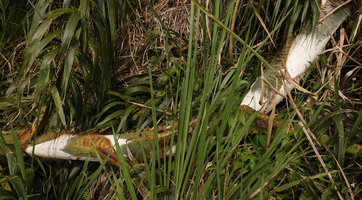 Plectocomia elongata, a huge, horribly prickly rattan, leaf sheaths  brightly coloured in red, yellow, green and silver white, Gunung Raya, Langkawi, Malaysia