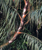 Plectocomia elongata, silver, orange and green leaf sheaths, Fraser&#039;s Hill, Malaysia