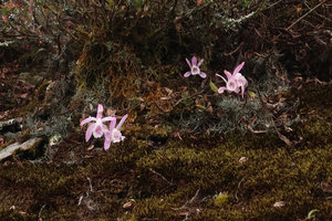 Pleione praecox, flowering leafless among mosses in late november, Doi Inthanon NP, 2400 m asl, Thailand