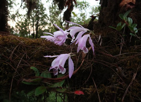 Pleione praecox, flowering leafless on a mossy tree branch in late november, Doi Inthanon NP, 2400 m asl, Thailand