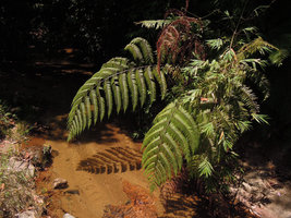 Pleocnemia hemiteliiformis, Fraser's Hill, Malaysia