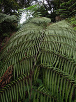 Pleocnemia hemiteliiformis, frond close up, Fraser&#039;s Hill, Malaysia