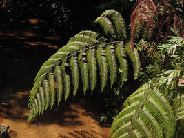 Pleocnemia hemiteliiformis, one frond, Fraser's Hill, Malaysia