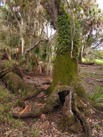 Pleopeltis polypodioides and mosses, epiphytic on  a Quercus virginiana  trunk, Myakka River State Park, Florida