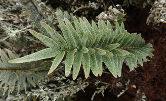 Pleopeltis tridens, almost perpendicular emerging lobes, whole surface covered by silvery peltate scales, Los Gemelos, Santa Cruz, Galapagos