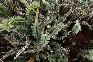 Pleopeltis tridens, fronds at various stages, Los Gemelos, Santa Cruz, Galapagos