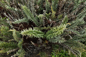 Pleopeltis tridens, Los Gemelos, Santa Cruz, Galapagos