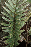 Pleopeltis tridens, three dimensional frond due to perpendicular centrally emerging lobes, Los Gemelos, Santa Cruz, Galapagos