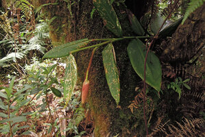 Pleuranthodium cf. sagittatum in mossy forest, drooping inflorescence, Kumul, 2800 m asl, Mount Hagen, Papua New Guinea
