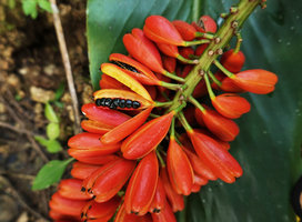 Pleuranthodium peekelii, shiny black seeds in three locular bright orange capsule, Kolombangara, Solomon Islands
