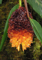 Pleuranthodium piundaundense, inflorescence, Tari, 2000 m asl, Hela, Papua New Guinea