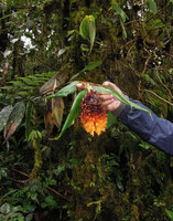 Pleuranthodium piundaundense, Tari, 2000 m asl, Hela, Papua New Guinea