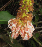 Pleuranthodium sp, flowers, Varirata NP, Papua New Guinea