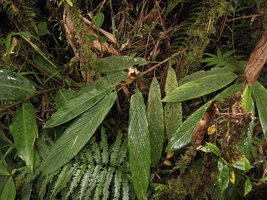 Alpinia sp. sect. Dieramalpinia in mossy forest understory, Tari, 2000 m asl, Hela, Papua New Guinea