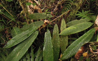 Alpinia sp. sect. Dieramalpinia, plicate leaves and unusual cup shaped erect compact inflorescence, Tari, 2000 m asl, Hela, Papua New Guinea