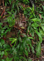 Pleurostachys gaudichaudii on vertical earth bank, Sao Bonifacio, Santa Catarina, Brazil