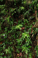 Pleurostachys urvillei population on vertical earth bank, Sao Bonifacio, Santa Catarina, Brazil