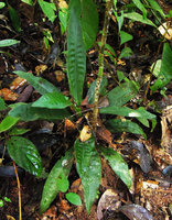 Plowmanianthus grandifolius, bullate leaves of rosetted plant similar to African Palisota, Allpahuayo forest reserve, Iquitos, Peru