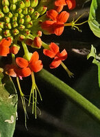 Podandrogyne brevipedunculata, flowers, Mashpi FR, Pichincha, Ecuador