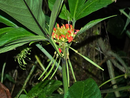 Podandrogyne brevipedunculata, inflorescence with flowers at anthesis and long pendant maturing fruits, Mashpi FR, Pichincha, Ecuador