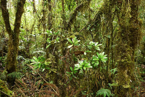 Podocarpus cf. archboldii in mossy forest understory, Tari, 2000 m asl, Hela, Papua New Guinea