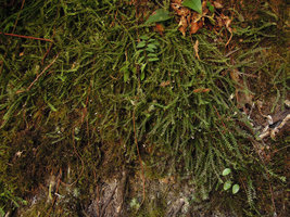 Podochilus tenuis covering a vertical earth bank, Fraser&#039;s Hill, Malaysia