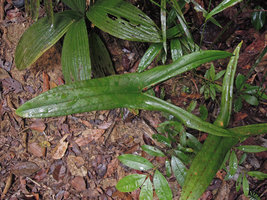 Podolasia stipitata leaves, Endau Rompin, Malaysia
