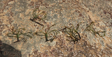 Podostemum cf. distichum, stems and dissected leaves, Resurrection waterfall, Aguas Mornas, Santa Catarina, Brazil