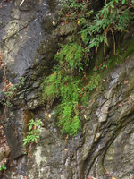 Pogonatherum paniceum on a seeping rock, Wiang Kosai NP, Thailand