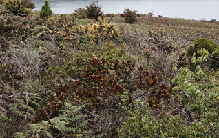 Poikilogyne arfakensis, compact form, a much branched individual with Rhodomyrtus trineura and Spiraeanthemum pulleanum, Anggi Lakes, Arfak Mts, West Papua