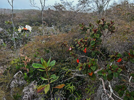 Poikilogyne arfakensis, compact form, and Rhododendron konori in highland savanna, 2300 m asl, Anggi Lakes, Arfak Mts, West Papua