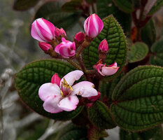 Poikilogyne arfakensis, compact form, bicolored flower buds and one flower at anthesis, Anggi Lakes, Arfak Mts, West Papua