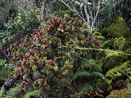 Poikilogyne arfakensis, compact form, densely branched individual, each stem ending in an inflorescence, Anggi Lakes, Arfak Mts, West Papua.