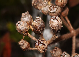 Poikilogyne arfakensis, compact form, lateral view of the capsules showing the longitudinal slits and the persistent dry hairs,of the hypanthium Anggi Lakes, Arfak Mts, West Papua