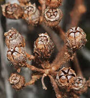 Poikilogyne arfakensis, compact form, mature erect dry capsules  opening through 5 longitudinal slits, the persistent dry calyx teeth creating a cup for rain splash seed dispersal, Anggi Lakes, Arfak Mts, West Papua