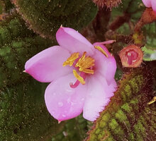 Poikilogyne arfakensis, compact form, mucronate petals and bright yellow anthers, Anggi Lakes, Arfak Mts, West Papua