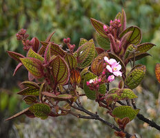 Poikilogyne arfakensis, compact form, small leaves densely covered by glandular hairs, Anggi Lakes, Arfak Mts, West Papua.